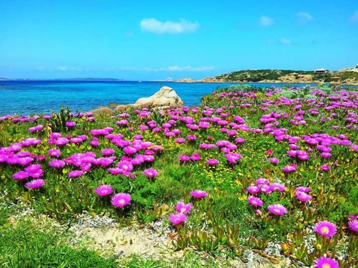 Sweet Home La Maddalena La Maddalena  Exteriör bild